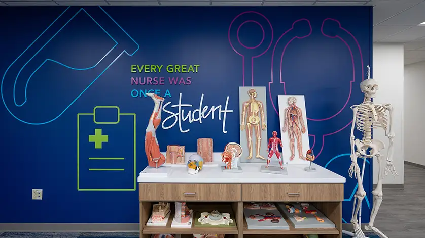 Medical models on a table, with a skeleton hanging next to it.