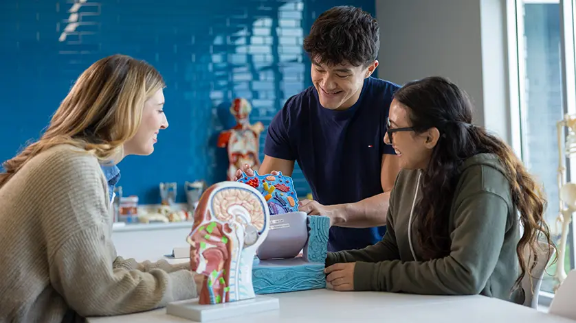 Three nursing students working with plastic cell and head models in a Galen College classroom